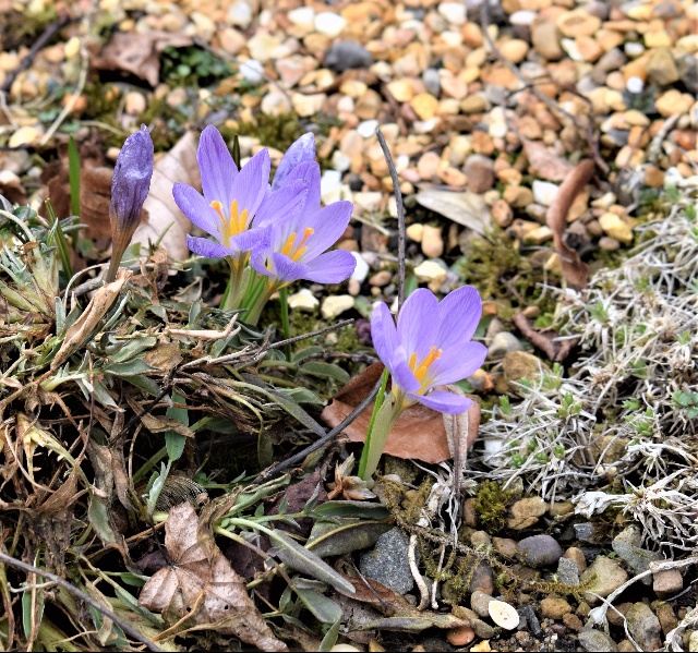 Crocus kosaninii